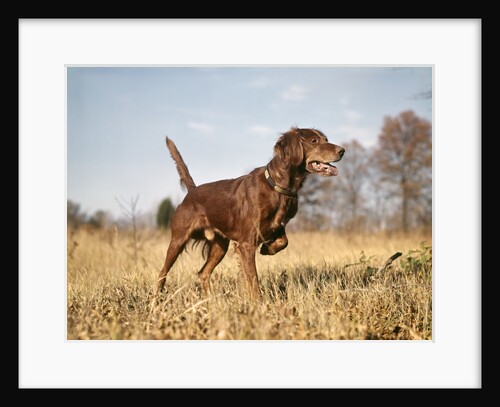 1960s Irish setter hunting dog pointing in autumn field by Anonymous