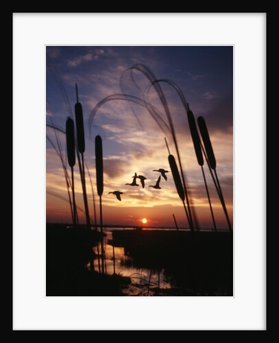 1980s silhouetted ducks flying in sunset by Anonymous