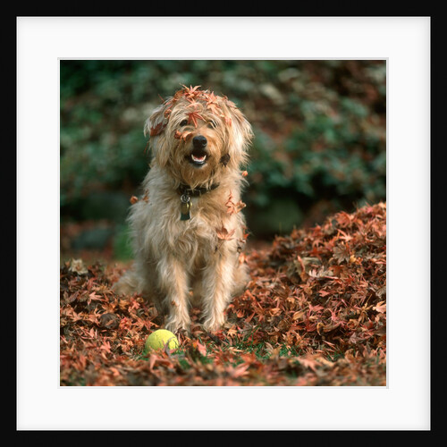 1980s shaggy beige and white dog looking at the camera by Anonymous