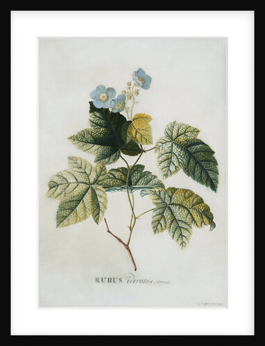 Rubus by Georg Dionysius Ehret