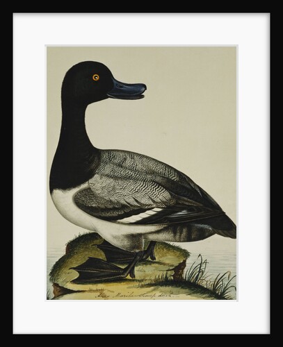 Scaup Duck (Anas Marila) by Reverend Christopher Atkinson