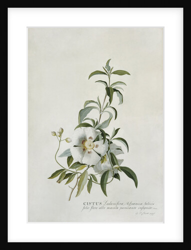 Cistus by Georg Dionysius Ehret