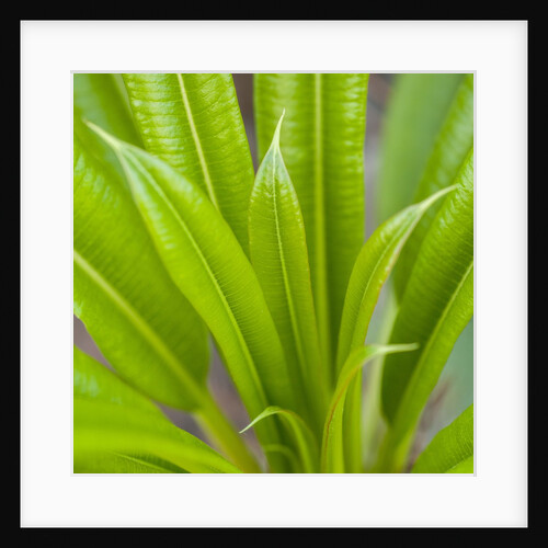 Easter Blue Star plant by Anonymous
