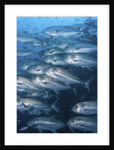 Bigeye trevally (caranx sexfasciatus) en masse by Anonymous