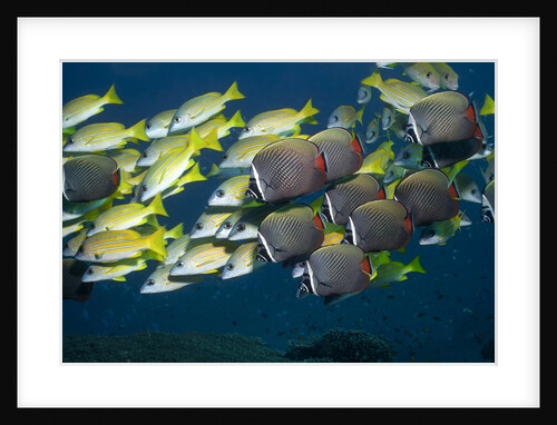 Colorful fish of the coral reef by Anonymous