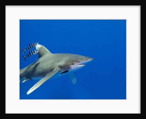 Oceanic whitetip (Carcharhinus longimanus) by Anonymous