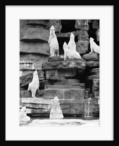 1960s group of polar bears standing on rocks and looking upwards by Anonymous