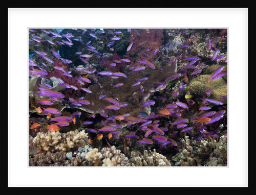 Slender Basslet school in Coral Reef (Luzonichthys whitleyi) by Anonymous
