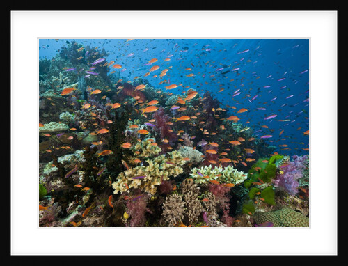 Lyretail Anthias (Pseudanthias squamipinnis) in Coral Reef by Anonymous