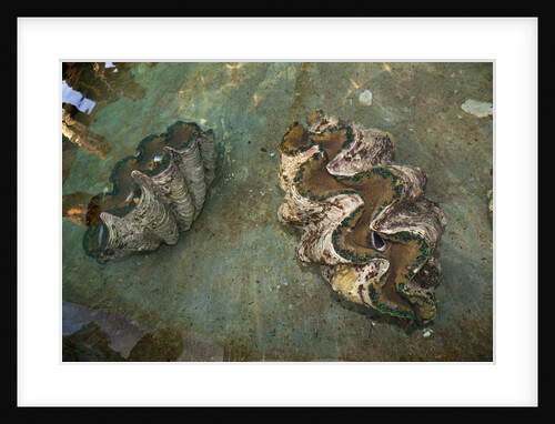 Giant Clam Farm by Anonymous