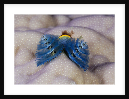 Blue Christmas Tree Worm (Spirobranchus giganteus) by Anonymous