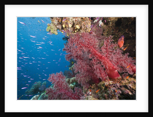 Fiji Coral Reef by Anonymous