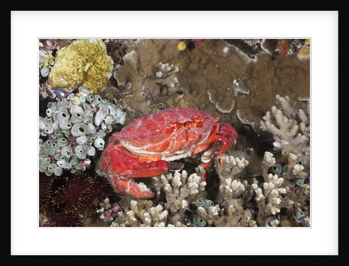 Splendid Pebble Crab (Etisus splendidus) by Anonymous