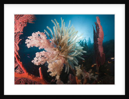 Soft Corals on reef by Anonymous