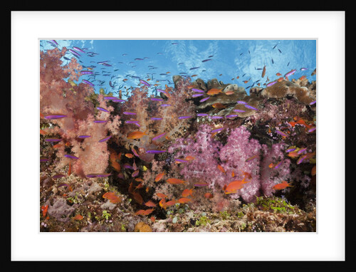 Colorful Fiji Coral Reef by Anonymous