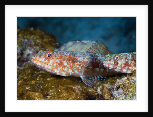 Variegated Lizardfish (Synodus variegatus) by Anonymous