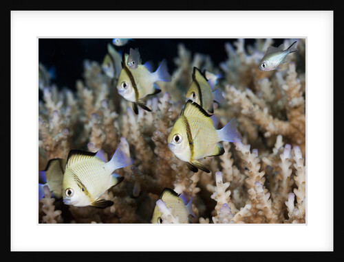 Reticulated Damselfish (Dascyllus reticulatus) by Anonymous
