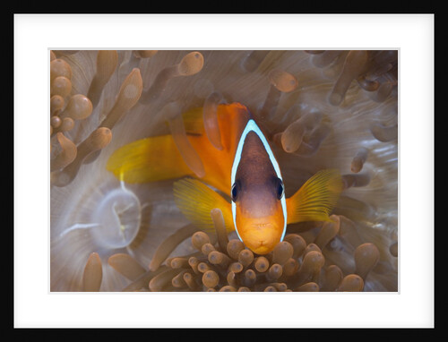Tomato Anemonefish (Amphiprion frenatus) by Anonymous