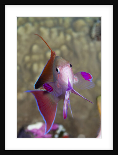 Lyretail Anthias (Pseudanthias squamipinnis) by Anonymous