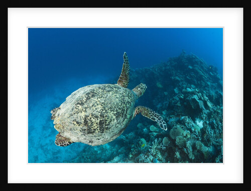 Hawksbill Turtle (Eretmochelys imbricata) by Anonymous