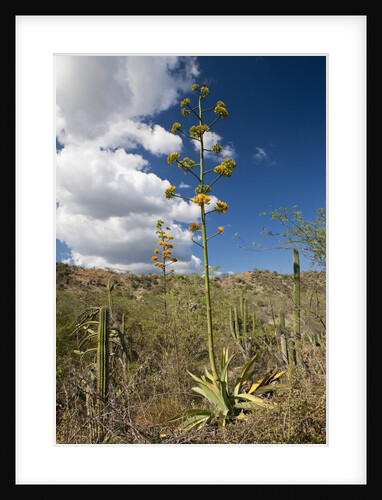 Agave in flower by Anonymous