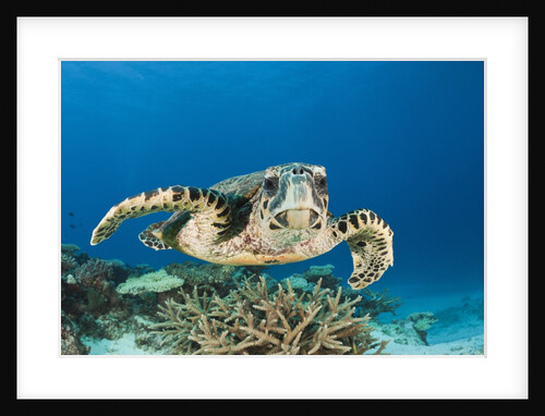 Hawksbill Turtle (Eretmochelys imbricata) by Anonymous
