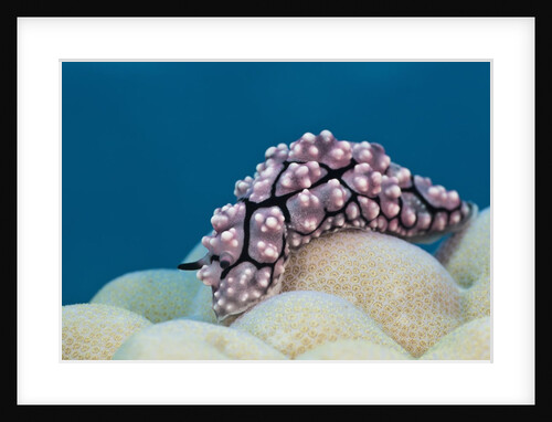 Warty Sea Slug (Phyllidiopsis krempfi) by Anonymous
