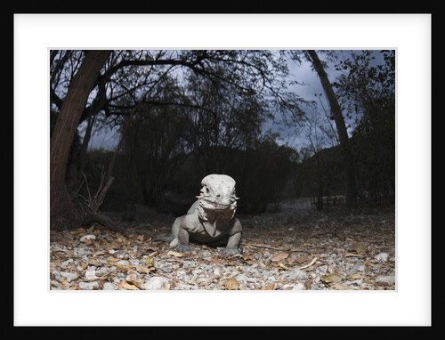 Rhinoceros Iguana (Cyclura cornuta) by Anonymous