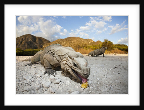 Rhinoceros Iguana (Cyclura cornuta) by Anonymous