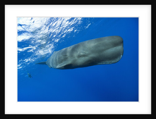 Sperm Whale (Physeter macrocephalus) by Anonymous