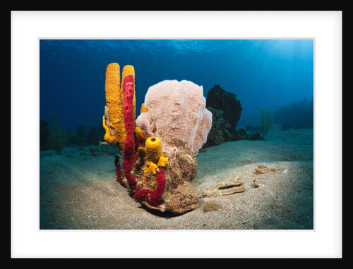 Variety of Sponges by Anonymous
