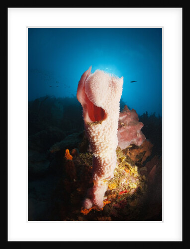 Tube Sponge on a Coral Reef by Anonymous