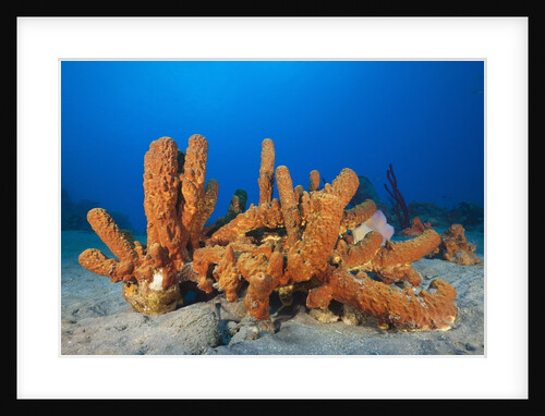 Tube Sponges in Coral Reef by Anonymous