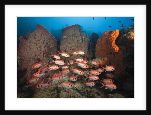 Soldierfish on Coral Reef by Anonymous