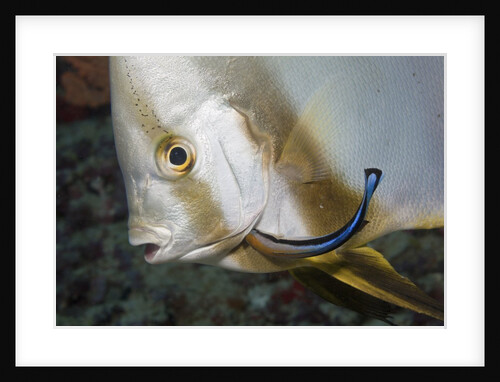 Batfish cleaned by Cleaner Wrasse, Maldives by Anonymous