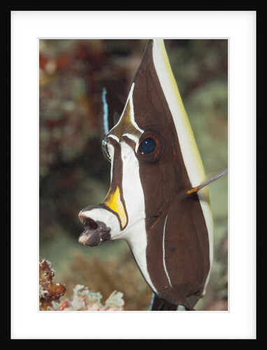 Moorish Idol (Zanclus cornutus) by Anonymous