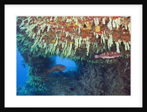 Soft Corals in Overhang, Maldives by Anonymous