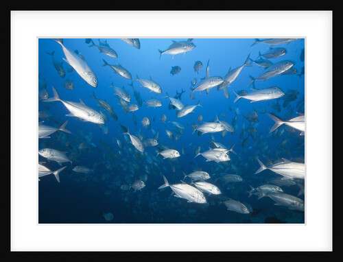 Bigeye Trevally (Caranx sexfasciatus) by Anonymous