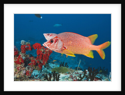 Longjawed Squirrelfish (Sargocentron spiniferum) by Anonymous