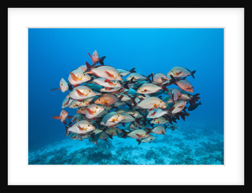 Humpback Snapper (Lutjanus gibbus) by Anonymous