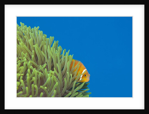 Maldives Anemonefish (Amphiprion nigripes) by Anonymous
