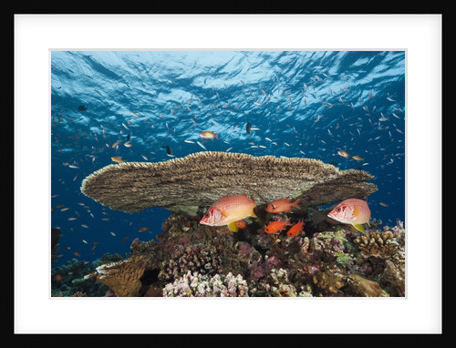 Longjawed Squirrelfish (Sargocentron spiniferum) by Anonymous