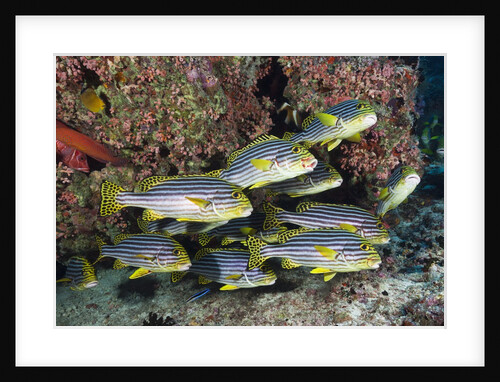 Oriental Sweetlips (Plectorhinchus vittatus) by Anonymous