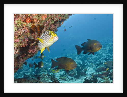 Snapper and Sweetlips in Coral Reef, Maldives by Anonymous