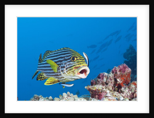 Oriental Sweetlips cleaned by Cleaner Wrasse, Maldives by Anonymous