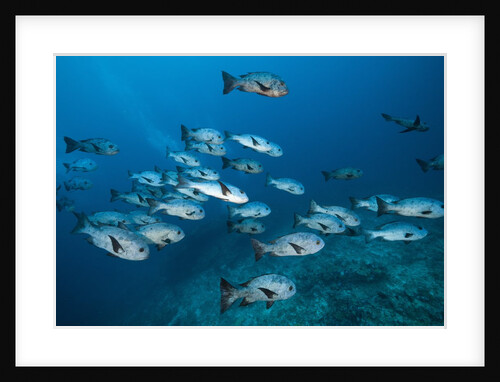 Black Snapper (Macolor niger) by Anonymous
