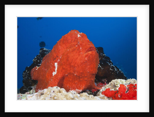 Red Giant Frogfish (Antennarius commersonii) by Anonymous