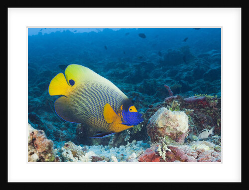 Yellowmask Angelfish (Pomacanthus xanthometopon) by Anonymous