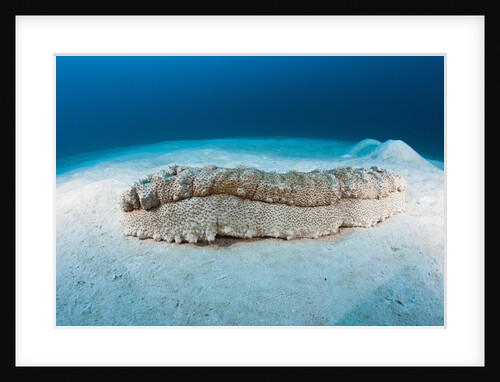Anax Sea Cucumber (Thelenota anax) by Anonymous