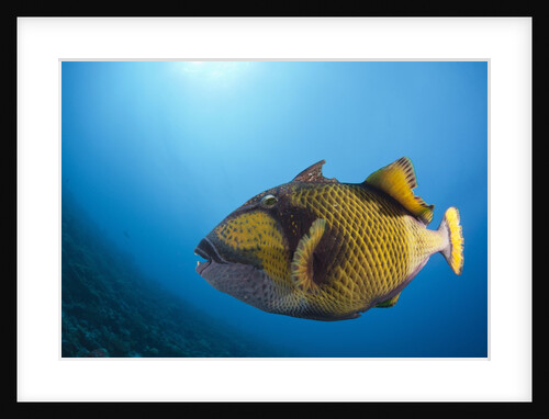 Titan Triggerfish (Balistoides viridescens) by Anonymous